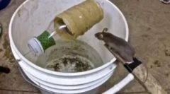 Domáce mousetrap museretry